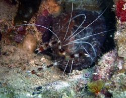 This shrimp was taken July 2004 in Roatan with a Caplio R... by Bonnie Conley 